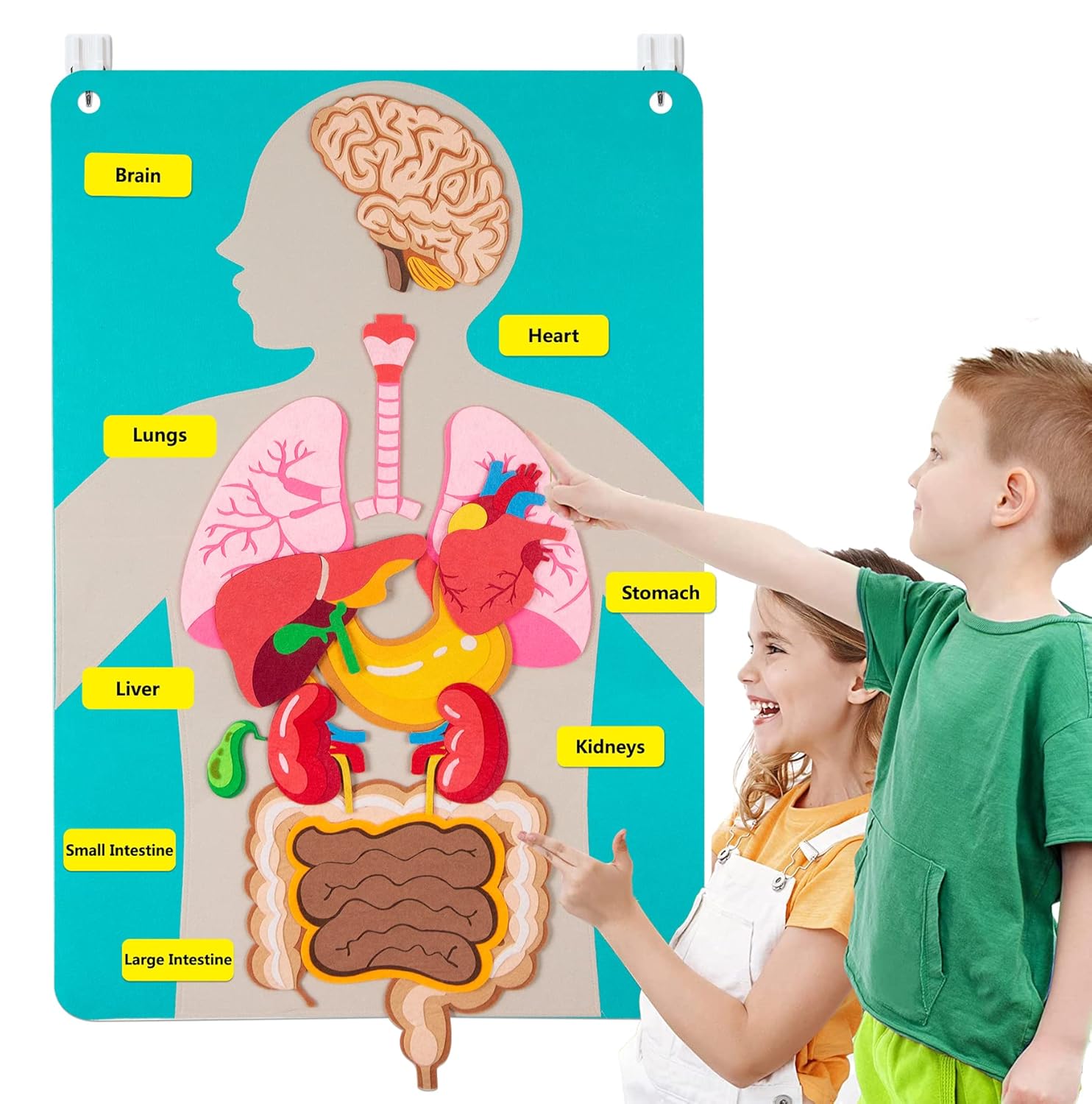 Peças do corpo humano, placa d - Kids Education Story avaliação e preço